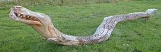 Dragon Snake